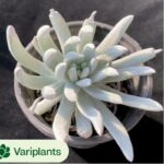 Echeveria Black Orange