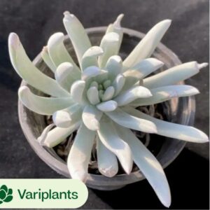 Echeveria Black Orange