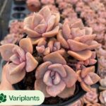 Echeveria Chocolate Rose
