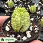 Echeveria Big Face Cat