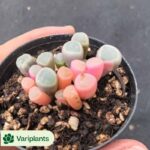 Aeonium Colorful Lights Old Stem Variegated Clustering