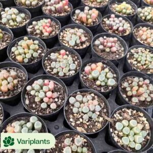 Aeonium Pink Witch Variegated Cristata