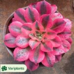 Crassula Deceptor