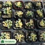 Aeonium Pink Girl Variegated Clustering