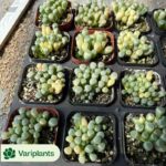 Aeonium Rainbow Variegated