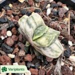 Aeonium Canariense Variegated