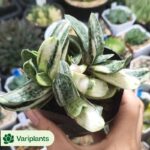 Aeonium Rouge Water Powder Variegated