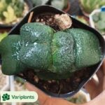 Aeonium Maybach Variegated Cristata