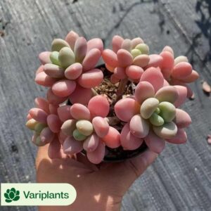 Aeonium Peacock Feather Variegated Clustering