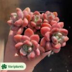 Aeonium Pink Witch Variegated Clustering