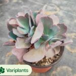 Aeonium Pink Witch Variegated Clustering