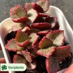 Aeonium Pure Heart