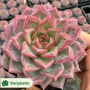 Haworthia Milk