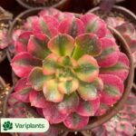 Crassula Tecta