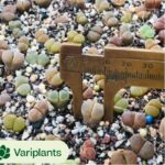 Aeonium Neptune