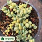 Aeonium Nafu Lollipop  Clustering
