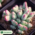 Pachyphytum Consort Yu