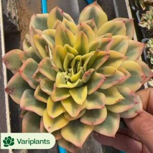 Gymnocalycium mihanovichii Dream Peony