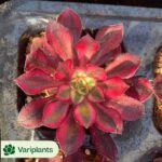 Crassula Tecta Clustering