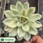 Gymnocalycium mihanovichii Dream Peony