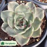 Gymnocalycium anisitsii f. monstruosa