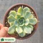 Echeveria Purple Butterfly Variegated