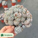 Echeveria Strawberry Cake Variegated