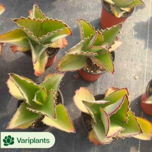 Aeonium Chanel Variegated Clustering