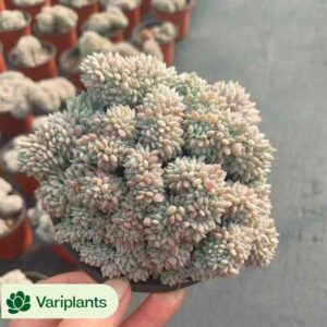 Aeonium Sea Fairy Clustering