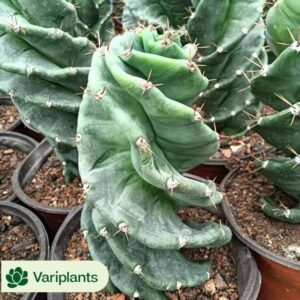 Aeonium Xishi Clustering