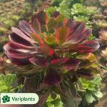 Echeveria Pretty