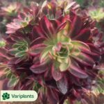 Echeveria Cobblestone