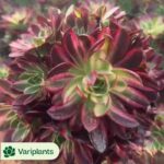 Echeveria Setosa Rondelli