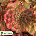 Haworthia Cooperi sp Suzhou Yin and Yang variegated