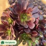 Echeveria Setosa Rondelli