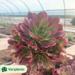 Echeveria Poseidon Double Heads