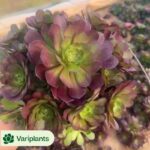 Echeveria Queen