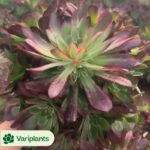 Sedum adolphii Firestorm