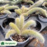 Echeveria Wide-leaf