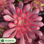 (Seed Grown)Frailea Big Type