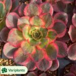 (Rooted Cutting)Cactus-Echinopsis Schick Hybrids cristata