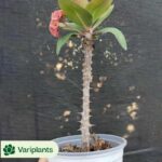 (Rooted Cutting)Cactus-Mammillaria baumii Clustering