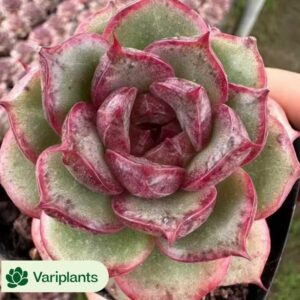 Haworthia Snow Scene
