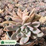Echeveria Strawberry Ice Clustering