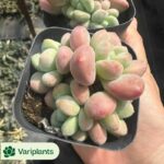 Echeveria Cinderella clustering