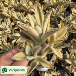 Echeveria Hami Melon Clustering