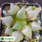Euphorbia ritchiei alba variegata