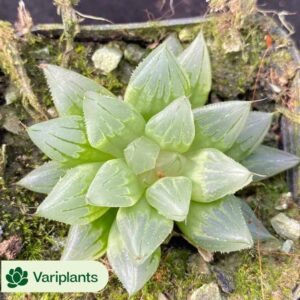 Gasteria Snails
