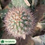 Haworthia White God City