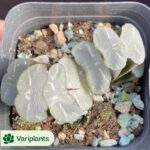 Haworthia cymbiformis var. transiens